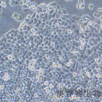 LO2（人正常肝细胞）