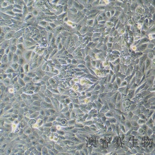 5637（人膀胱癌细胞）