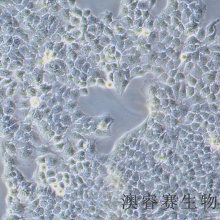 LO2（人正常肝细胞）