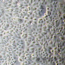 LO2（人正常肝细胞）