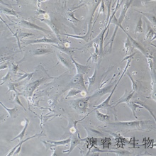 BJ（人皮肤成纤维细胞）