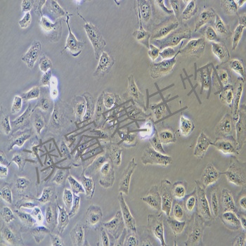 A549/DDP（人肺腺癌耐顺铂株）