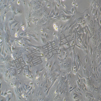 MCF 10A（人正常乳腺上皮细胞）