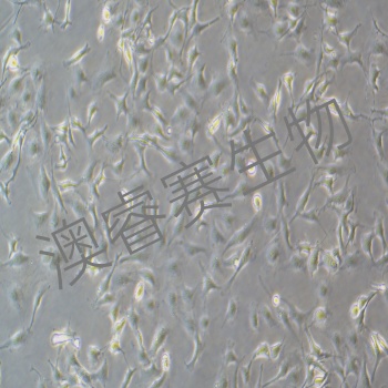 LX-2（人肝星形细胞）