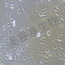 A549/DDP（人肺腺癌耐顺铂株）