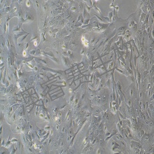 MCF 10A（人正常乳腺上皮细胞）