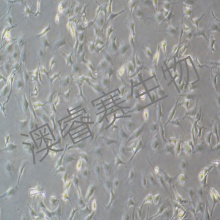 LX-2（人肝星形细胞）