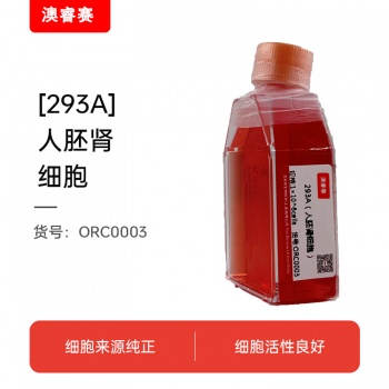293A（人胚肾细胞）