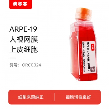 ARPE-19（人视网膜上皮细胞）