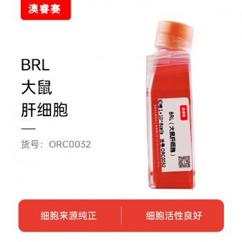BRL（大鼠肝细胞）