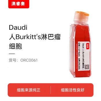 Daudi（人Burkitt's淋巴瘤细胞）