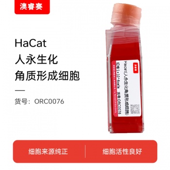 Hacat（人永生化角质形成细胞）