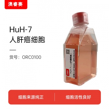 HuH-7（人肝癌细胞）