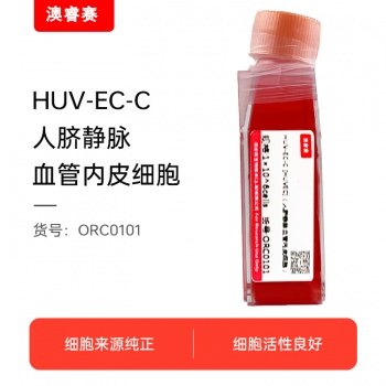 HUV-EC-C [HUVEC]（人脐静脉血管内皮细胞）