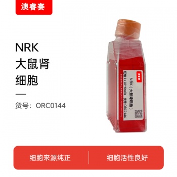 NRK（大鼠肾细胞）