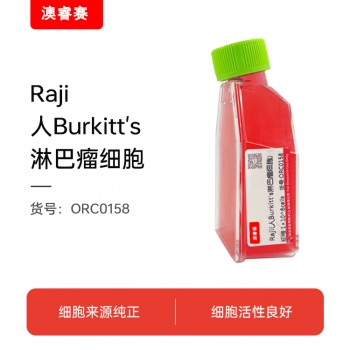 Raji（人Burkitt's淋巴瘤细胞）