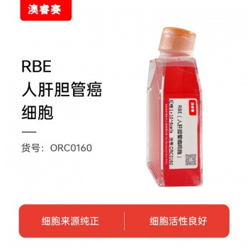 RBE（人肝胆管癌细胞）