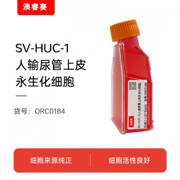 SV-HUC-1（人输尿管上皮永生化细胞）