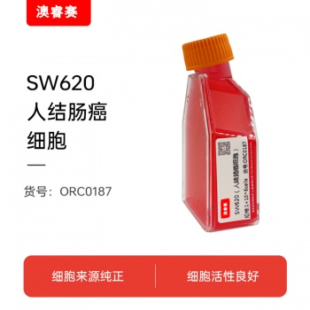 SW620（人结肠癌细胞）