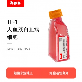 TF-1（人血液白血病细胞）