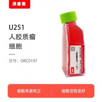 U251（人胶质瘤细胞）