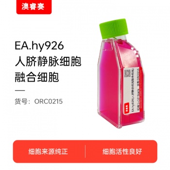 EA.hy926（人脐静脉细胞融合细胞）