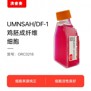 UMNSAH/DF-1（鸡胚成纤维细胞）