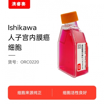 Ishikawa（人子宫内膜癌细胞）