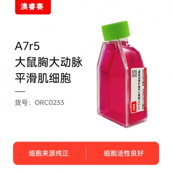 A7r5（大鼠胸大动脉平滑肌细胞）