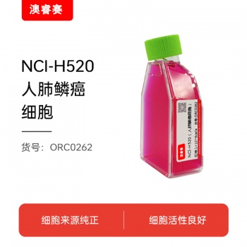 NCI-H520（人肺鳞癌细胞）