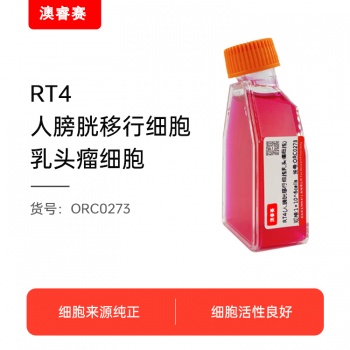 RT4（人膀胱移行细胞乳头瘤细胞）