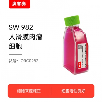 SW 982 [SW-982, SW982]（人滑膜肉瘤细胞）