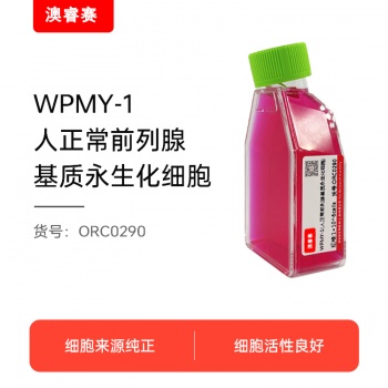 WPMY-1（人正常前列腺基质永生化细胞）