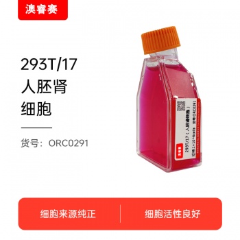 293T/17（人胚肾细胞）