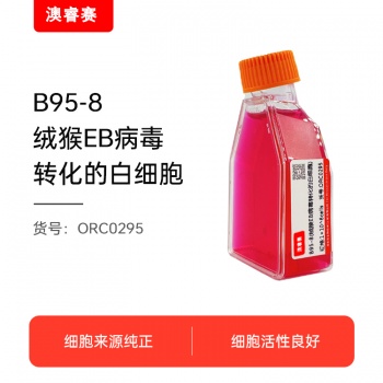 B95-8（绒猴EB病毒转化的白细胞）