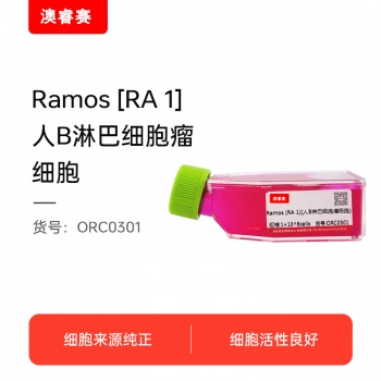 Ramos [RA 1]（人B淋巴细胞瘤细胞）