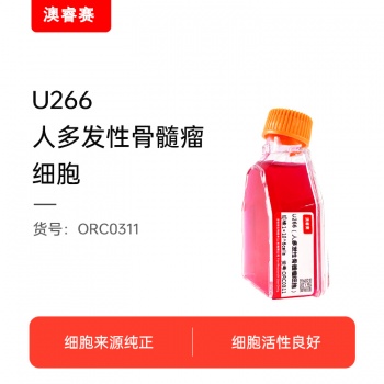 U266（人多发性骨髓瘤细胞）