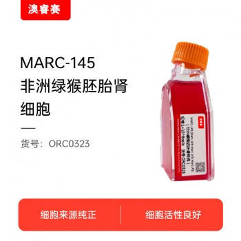 MARC-145（非洲绿猴胚胎肾细胞）