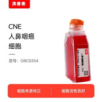 CNE（人鼻咽癌细胞）