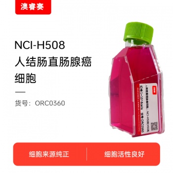 NCI-H508[H508]（人结肠直肠腺癌细胞）