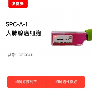SPC-A-1（人肺腺癌细胞）
