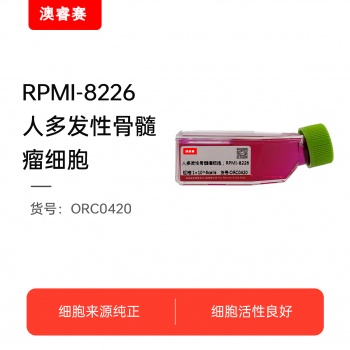 RPMI-8226（人多发性骨髓瘤细胞）