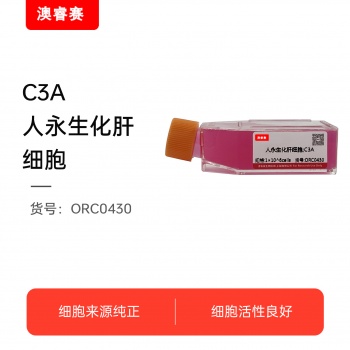 C3A（人永生化肝细胞）