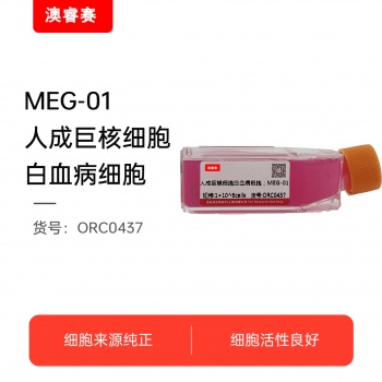 MEG-01（人成巨核细胞白血病细胞）