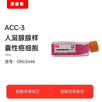 ACC-3（人涎腺腺样囊性癌细胞）