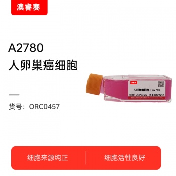 A2780（人卵巢癌细胞）