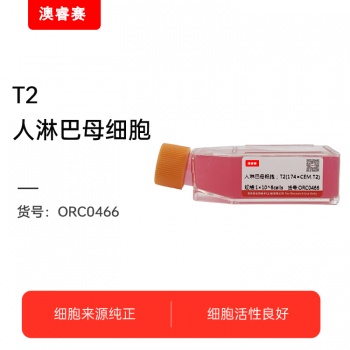 T2（人淋巴母细胞）