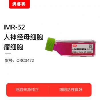 IMR-32（人神经母细胞瘤细胞）