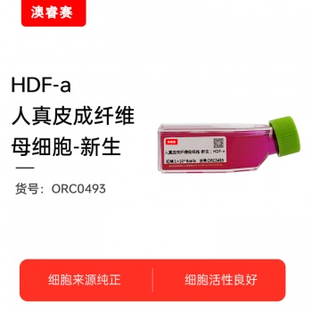 HDF-n（人真皮成纤维母细胞-新生儿）