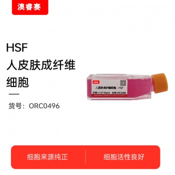 HSF（人皮肤成纤维细胞）